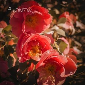你看向我的时候 (KONI可妮 Remix)