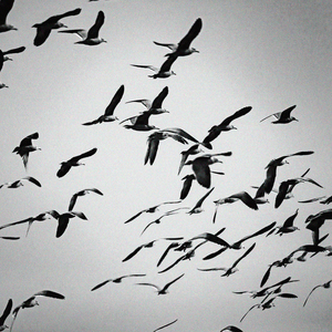 Ghouls and Other Forms of Humanity