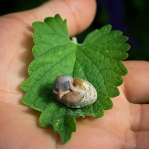 Hatching