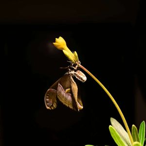 永生花