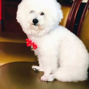 天后+面具（翻自 陈势安）