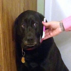 ✧*｡下辈子我活过狗૮₍ ◞‸◟₎ა*☆