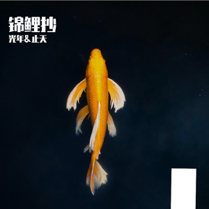 锦鲤抄（男女合唱版） 伴奏