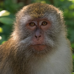 都会に出た迷い猿