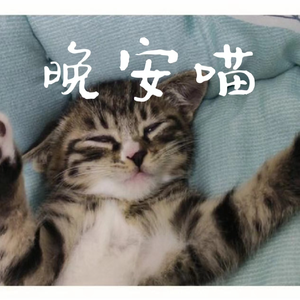 晚安喵
