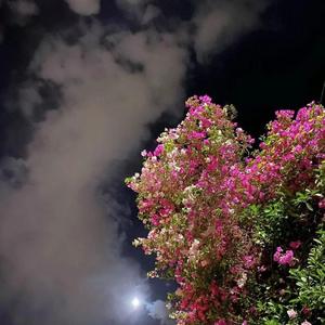 破衬衫（翻自 Buttons_巴顿）