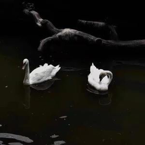 SUGA-枯叶 初稿（VVS_不软 remix）