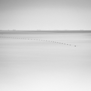 별보다 아름다운 밤벚꽃