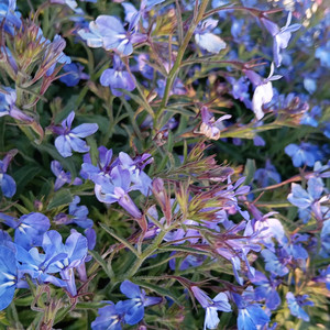 ドント・ストップ・ザ・ミュージック