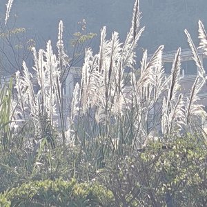 无法言说的遗憾