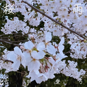 桜雨