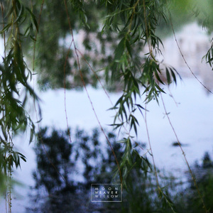 Willow