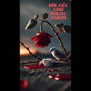 bir gül gibi soldurdun beni
