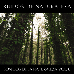 Arroyo Atrapado Bajo El Hielo