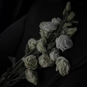 山雀（翻自 万能青年旅店）