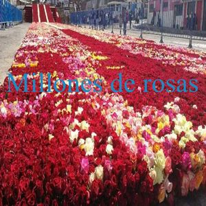 Millones de rosas