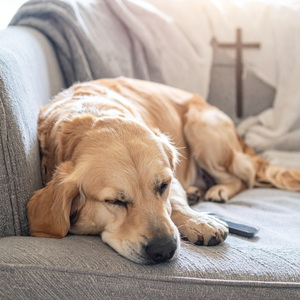 Descanso Suave Para Mascotas