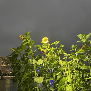 velma (feat. Ca$hCxrey)