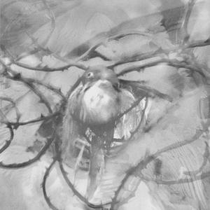 Veil