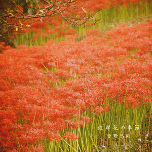 彼岸花の季節