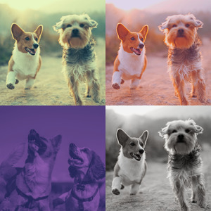 一尘不染小狗印象数