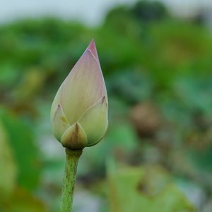 Co Tich Noi Anh (Original)