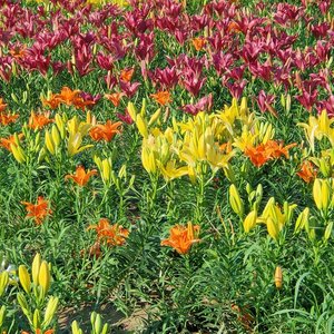 孤岛槐花香雪的海