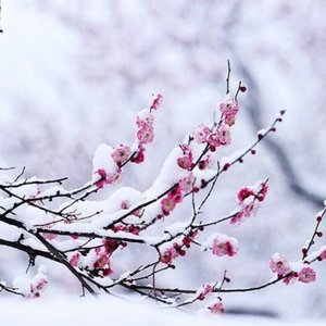 春庭雪DJ0.8x（立清宵月华洒空阶）