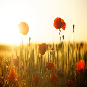 Idyll