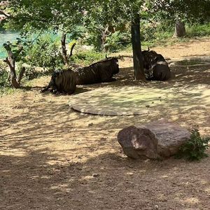 巷子里的短脚猫-整曲