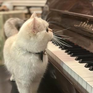 爱笑的眼睛（钢琴演奏）