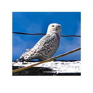 THATS THE WAY LIFE GOES