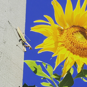 Abhaya (The Fearless One)