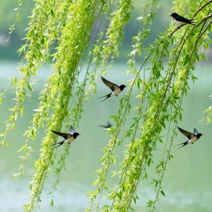 浣溪沙・夜忆旧梦