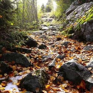 林荫夜雨觅自由人 (Demo)