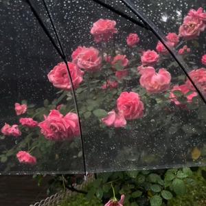 为 你 花 开 满 城