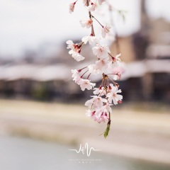 庭院茶香 (采耳按摩背景乐)