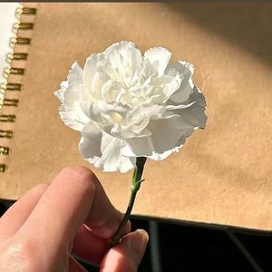 长安姑娘(黑云压城白草舞北风）