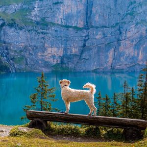 飘落的花瓣（小提琴）