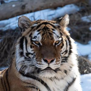 Off The Top Freestyle