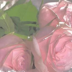 艾蜜莉（cover阿曼）