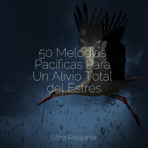 Sueños a La Deriva