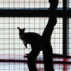 亚洲天使童声合唱团-让我们荡起双桨（口琴版）（Saber-Athena-Nick remix）