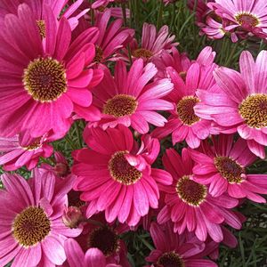 迪士尼乐园（纯音乐）