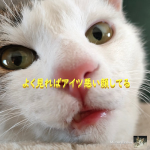 よく見ればアイツ悪い顔してる