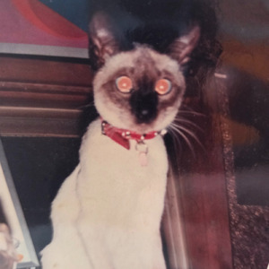 泣いてもいいのよ (feat. スミーキラー) [ばーじょんぜろ]