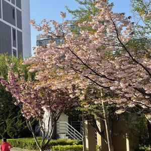 帐号已注销（中提琴版）