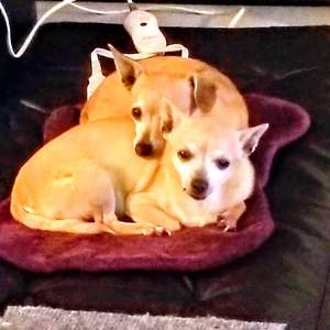 The Loss (Of My True Love)