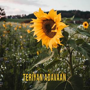 Teriyan Adavaan