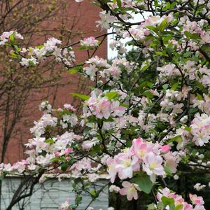 秋夜月光下的漫步